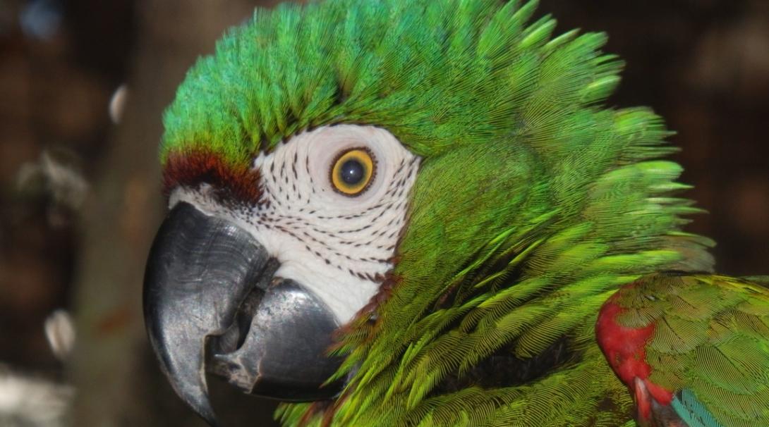 Help us save the Amazon rainforest in Peru. Save the Amazon rainforest in Peru.